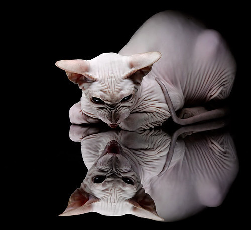 KAIYUNAPP-“利用自动判决系统优化攻防策略——规则变革中的战术创新”