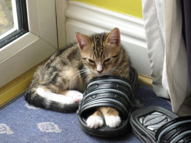 开云·体育官网APP下载-【高科技训练装备】从“纸上谈兵”到“数码提升”，高科技武器装备